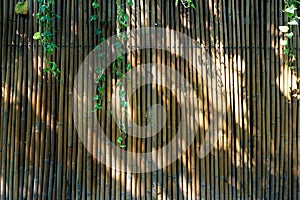 Bamboo wall, Dry bamboo fence as a background.