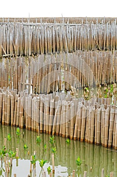 Bamboo wall in mangrove education center