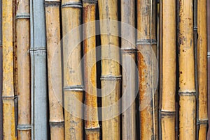 Bamboo wall vertical background pattern