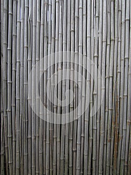 Bamboo Wall