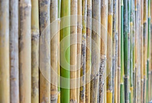 Bamboo walls are both fresh and dry