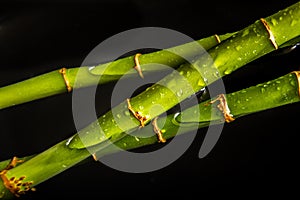 Bamboo water background