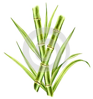 Bamboo watercolor illustration. Composition with two stems crossing each other and shiny leaves. Fresh green aquarelle