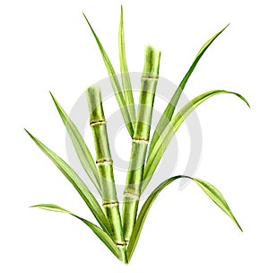 Bamboo watercolor illustration. Composition with two stems and leaves. Fresh green aquarelle painting. Realistic