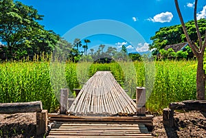 Bamboo Way on Field in Countryside of Thailand