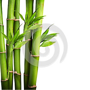 Bamboo on white background