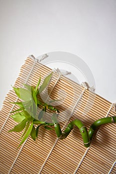 Bamboo on white background