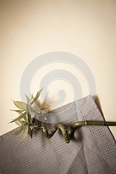 Bamboo on white background