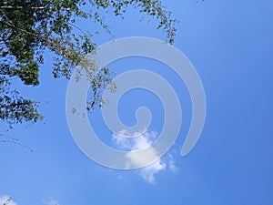 Bamboo and white cloud and blue sky