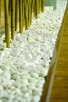 Bamboo in white pebbles