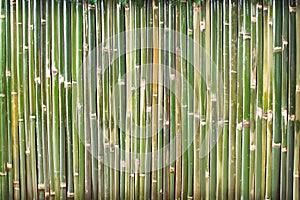 Bamboo wood fence wall texture in vertical patterns for background