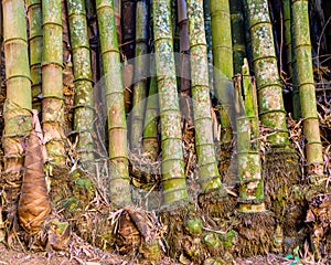 Bamboo Wood texture and background