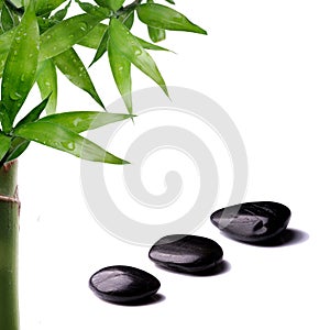 Bamboo and zen stone