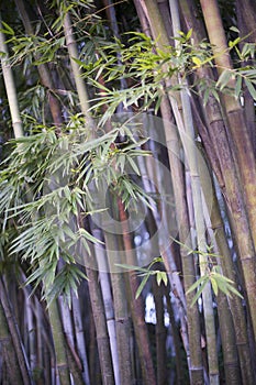 Bamboo, Zen tropical ambiance