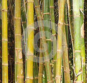 Bamboos photo