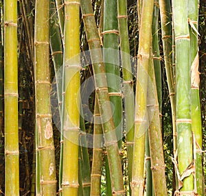 Bamboos