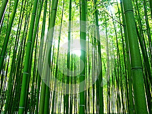 Bamboos photo