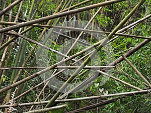 The bamboos