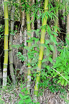 The bamboos of Chusquea gaudichaudii in the forest photo