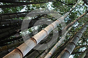 bamboos in a garden at the bolaven plateau (laos) photo