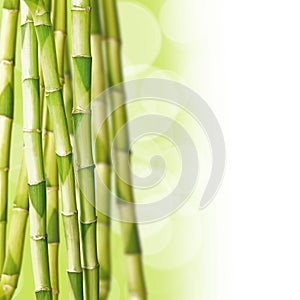 Bamboos, green background photo