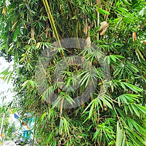 Bamboos have traditionally been used as building material photo