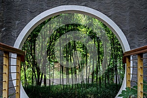 Bamboos inside chinese style gate photo