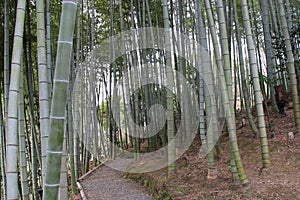 bamboos at the kodai-ji temple in kyoto (japan)