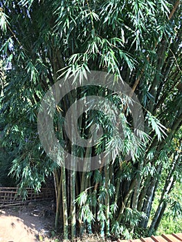 Bamboos trees of Sri Lanka