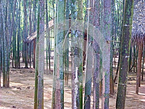 bamboos woods in a park