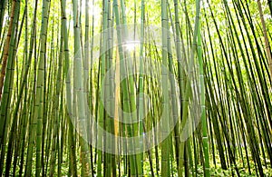 sun shining through a curtain of bamboos photo