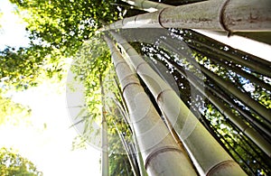 Bamboos photo