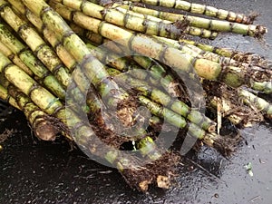 Bambu cane photo