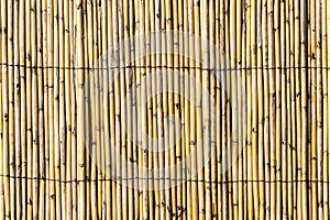 Bambu Fence Texture photo