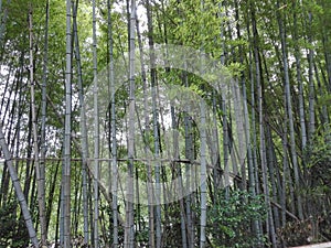 Bambu forest photo