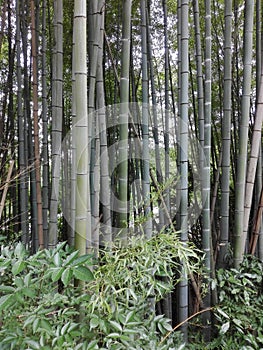 Bambu forest photo