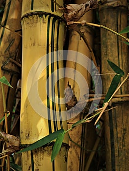 Bambu Kuning (Bambusa vulgaris) in Indonesia