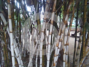 The Bambu photo