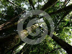 A bambu tree forest from low angle view showing a vanishing point