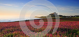 Bamburgh Castle, Northumberland & the pink Campions