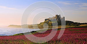 Bamburgh Castle, Northumberland & the pink Campions