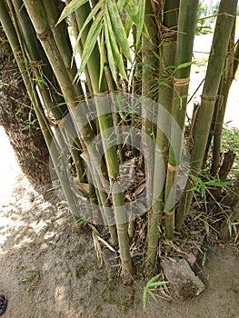 bambus phyllostachys plante cluster trees.