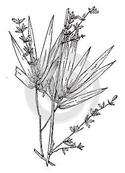 Bambusa Arundinacea vintage illustration