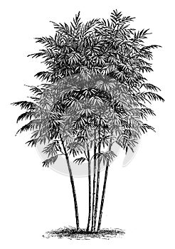 Bambusa Arundinacea vintage illustration