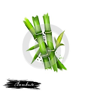 Bambusa or bamboos ayurvedic herb digital art illustration with text isolated on white. Healthy organic spa plant widely used in