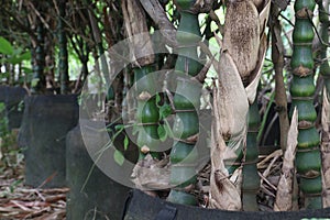 Bambusa ventricosa also called belly bamboo on farm