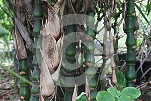 Bambusa ventricosa also called belly bamboo on farm