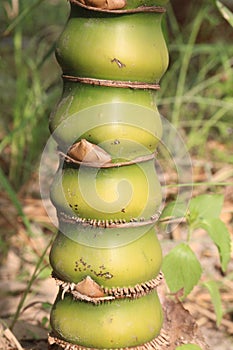 Bambusa ventricosa also called belly bamboo on farm