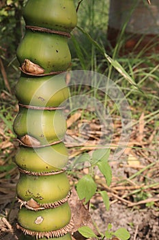 Bambusa ventricosa also called belly bamboo on farm