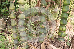 Bambusa ventricosa also called belly bamboo on farm